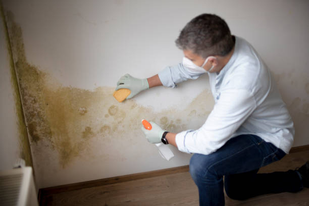 Best Mold Remediation for Vacation Homes  in Ricardo, TX